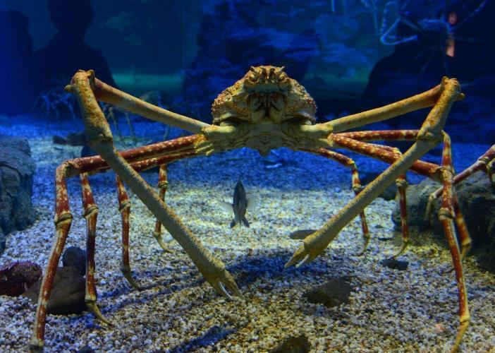 在南极海底一千米处发现一种生物泛滥,也许人类应该开始警觉了