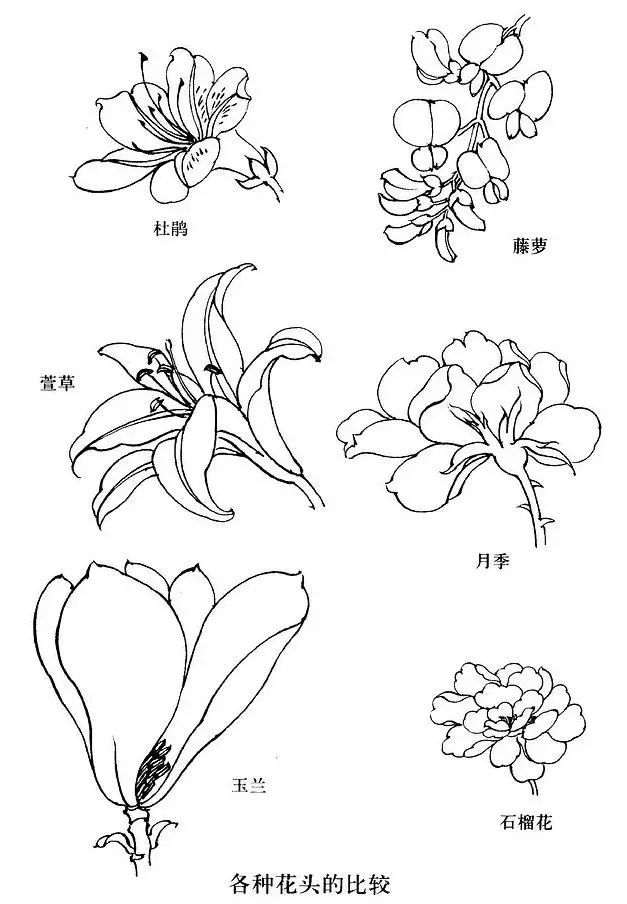 工笔白描花卉怎么画?这些素材不看亏大了