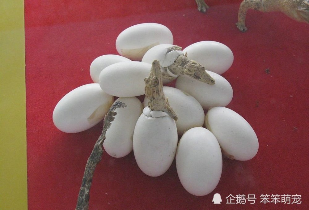 鳄鱼蛋被偷换成鸡蛋,孵化后鳄鱼傻眼,小鸡:看什么,我这是皮肤