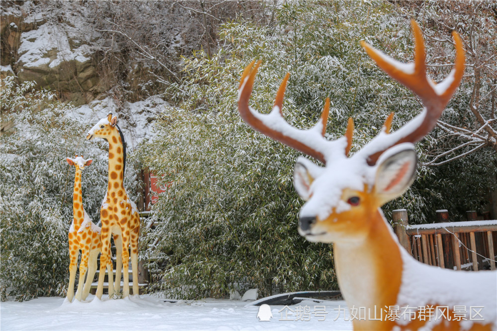 凝霜挂雪,披玉带银,冰雪后的九如山美的不像话