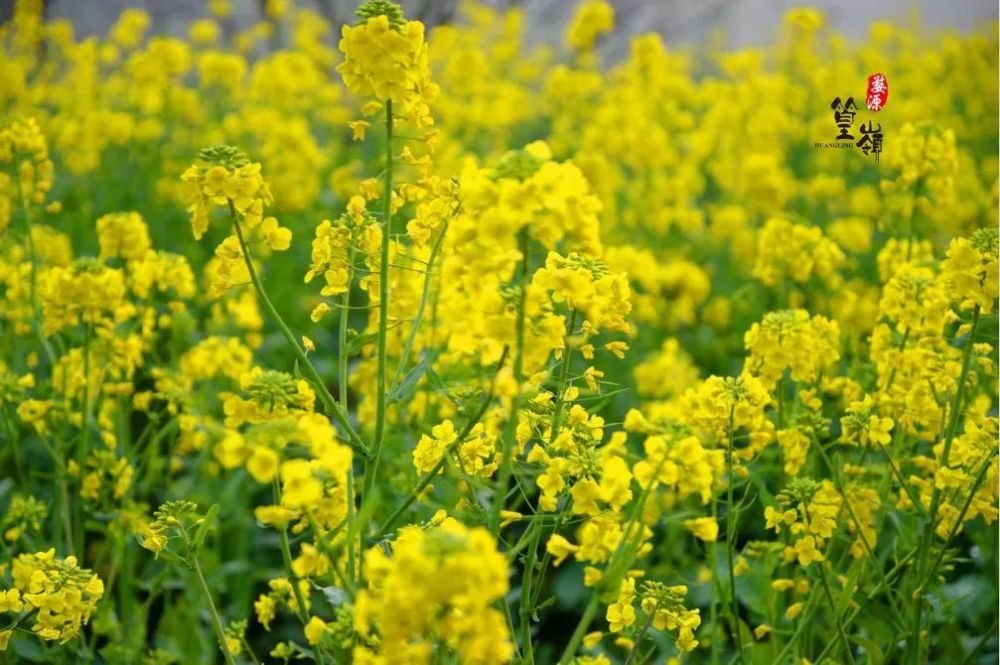 油菜花,婺源县,篁岭,月亮湾