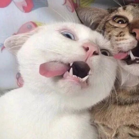 可爱萌宠猫咪情侣头像-想做你怀里的猫,连做梦都撒娇
