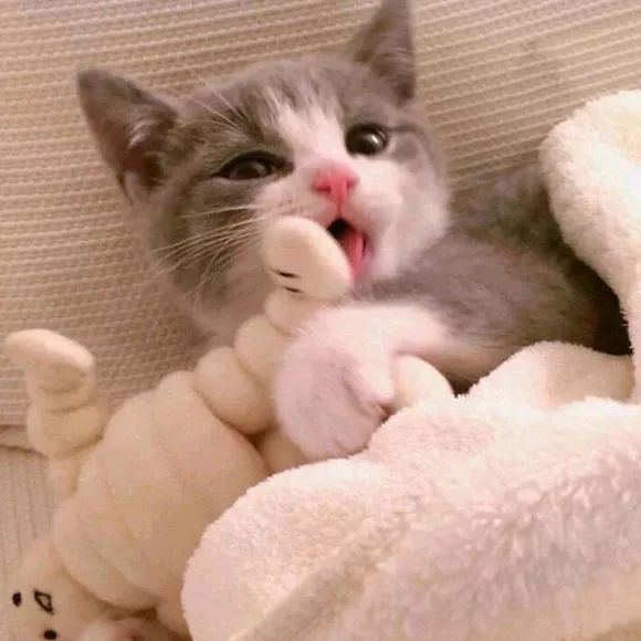 可爱萌宠猫咪情侣头像-想做你怀里的猫,连做梦都撒娇