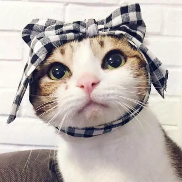 可爱萌宠猫咪情侣头像-想做你怀里的猫,连做梦都撒娇