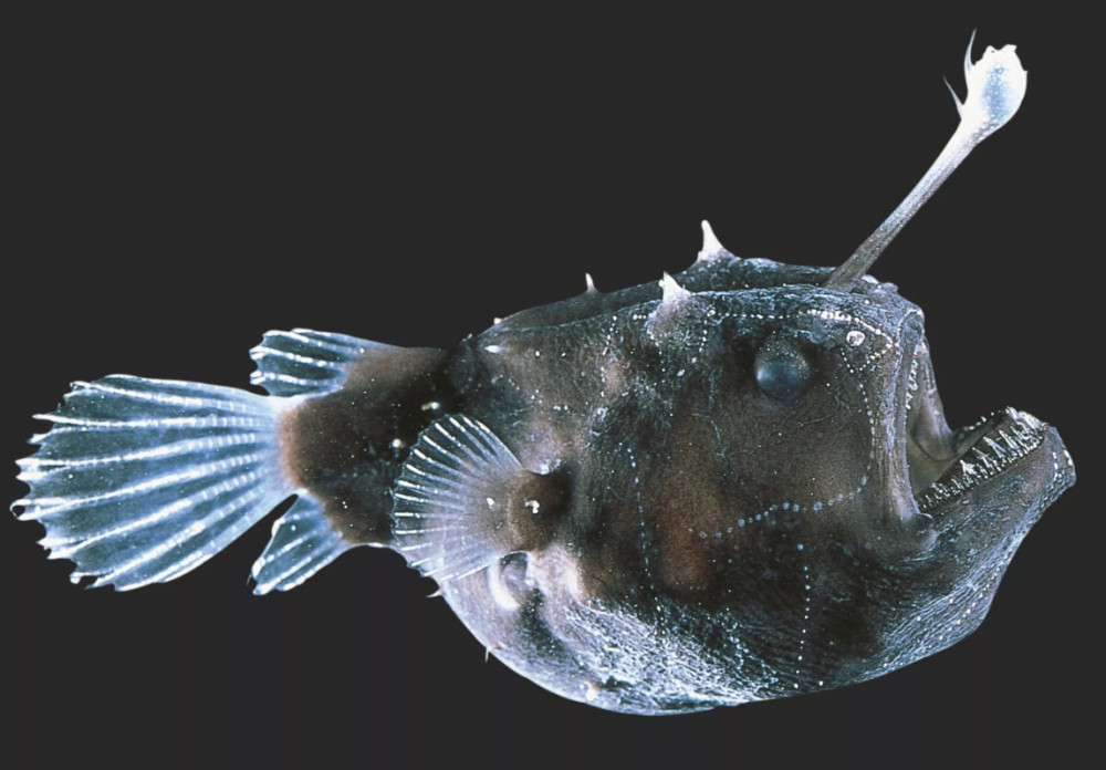 安康鱼的背上竟有一个生物发光器,它的发光原理是什么