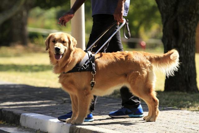 导盲犬,狗狗,金毛,拉布拉多,训犬