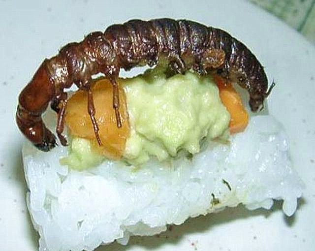 昆虫,蟑螂,蝎子,东北,蚕蛹