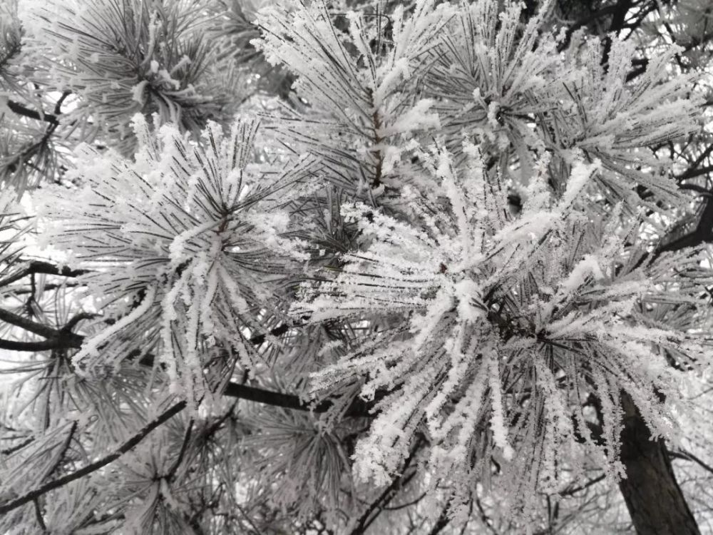 新春一场大雪，美腻了整个云台山