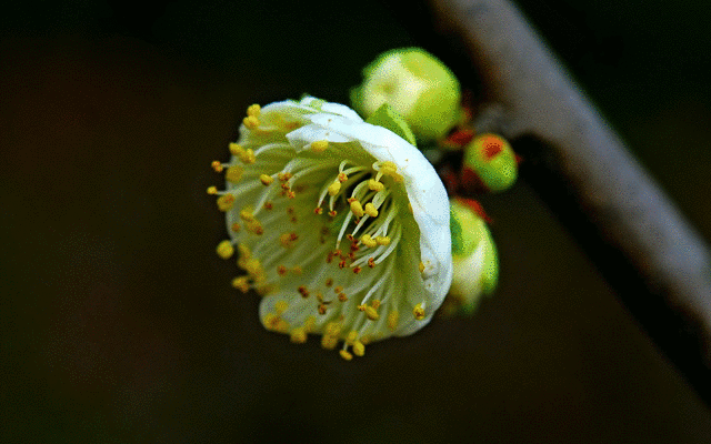 梅花不像其他花一样在春暖时开花,它的花开在冬季.