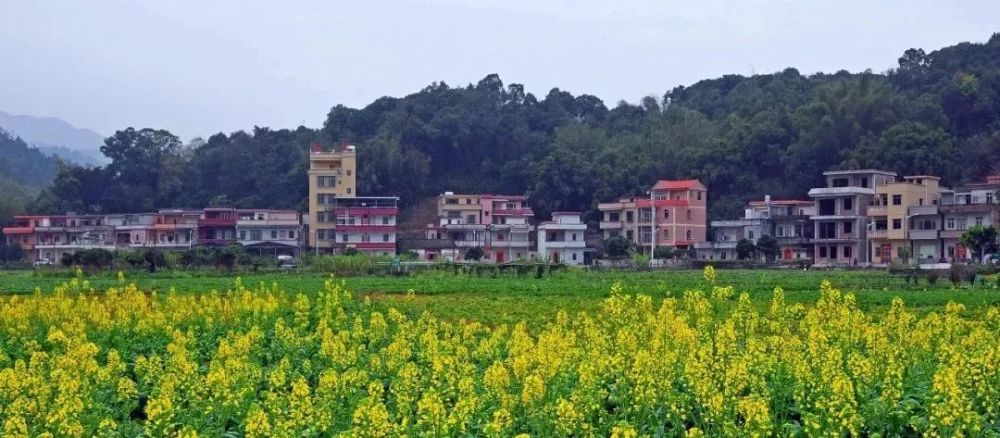 梯面镇,红山村,花都区,客家,油菜花