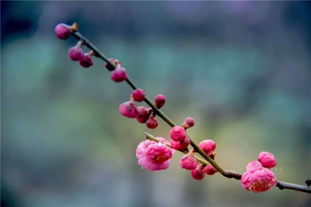 颜色再深一点的梅花,紫红色渲染开来, 灿若云霞,分外夺目.