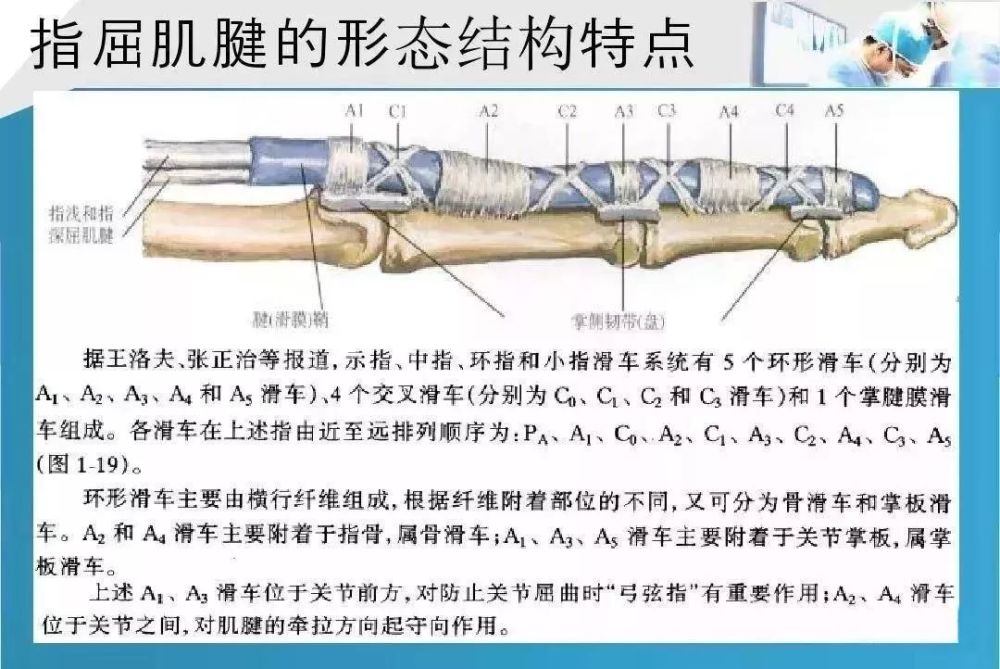 手部肌腱解剖及功能