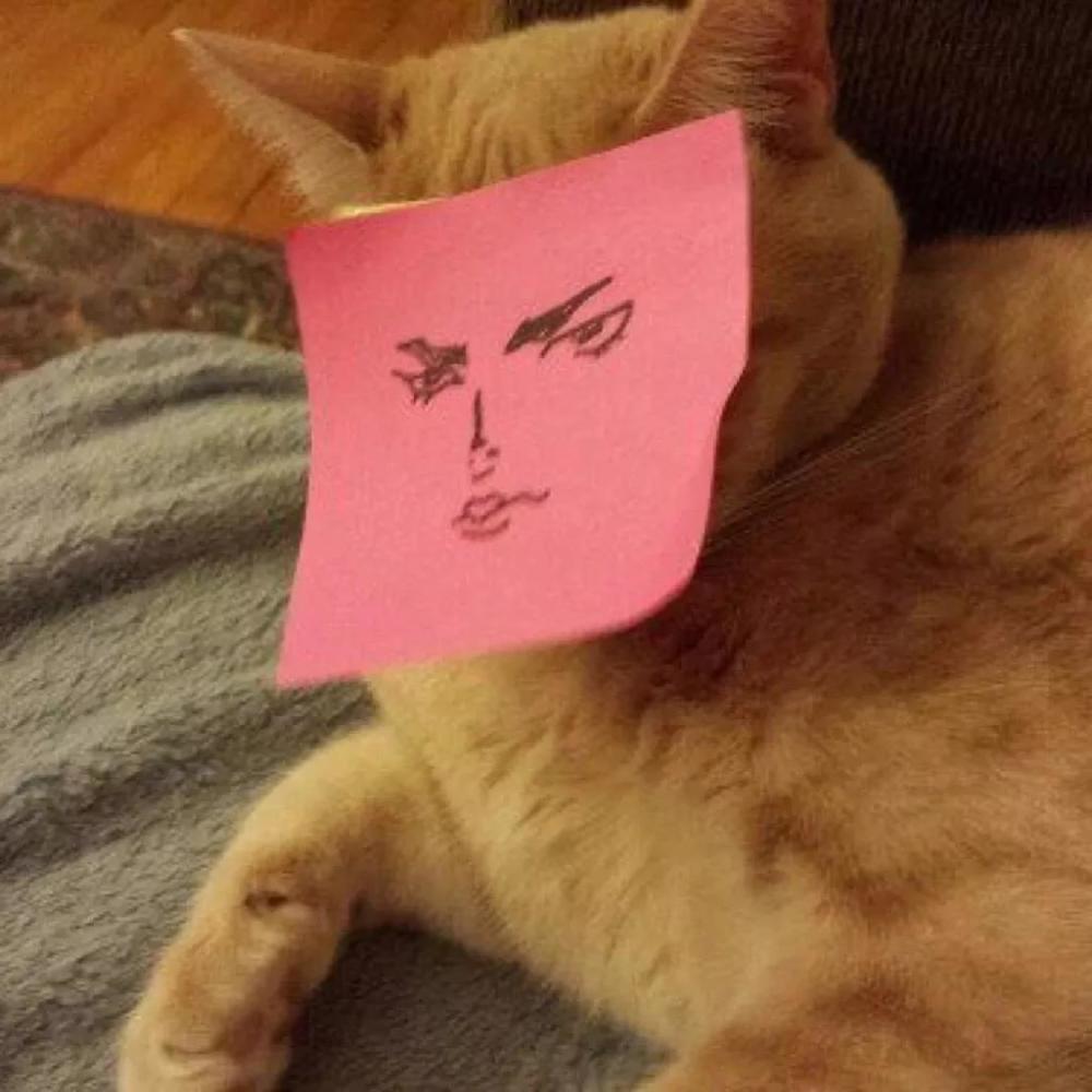 第一张沙雕头像,一只橘猫被一个白色的透明袋子,挂在了门把手上,相信