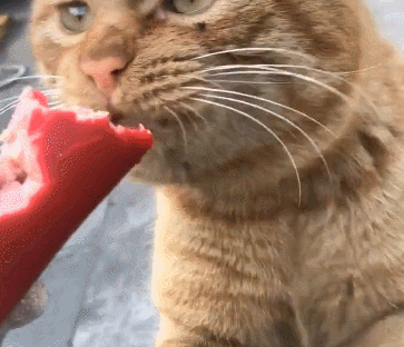 橘猫吃热狗表情丰富,注意手上的小动作,看得我心欢喜