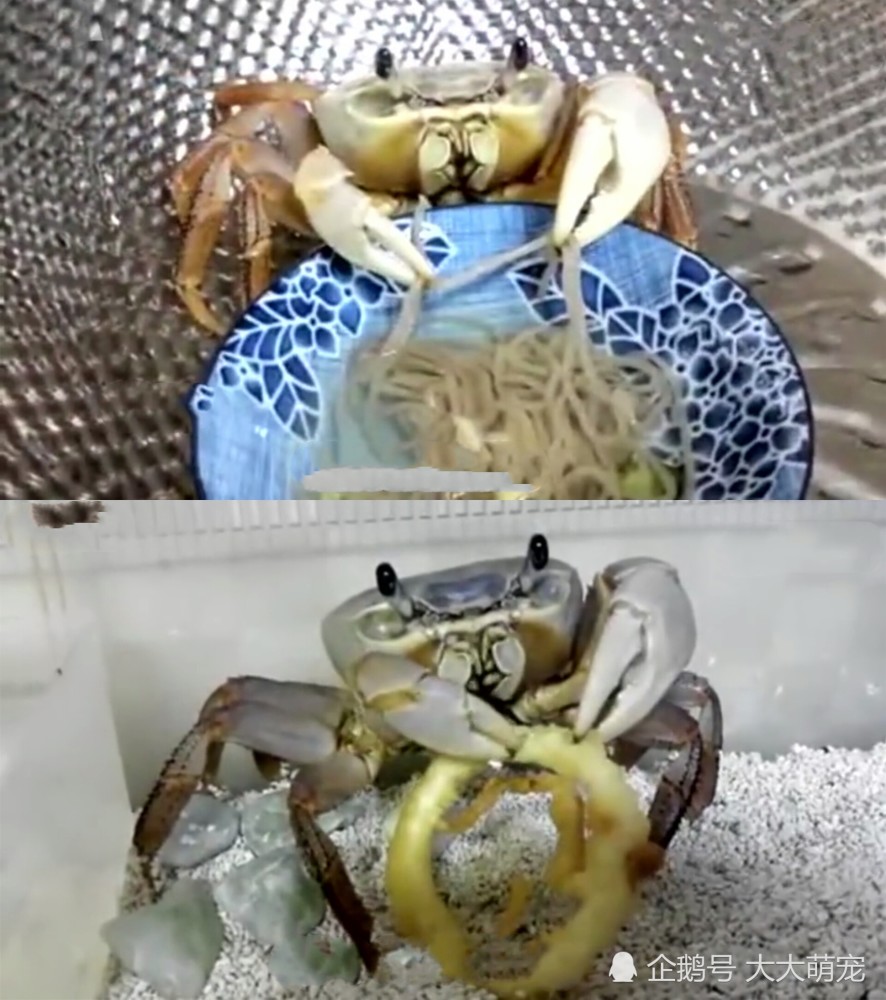 螃蟹自带"筷子"吃东西,简直太搞笑,网友:这是成精了?
