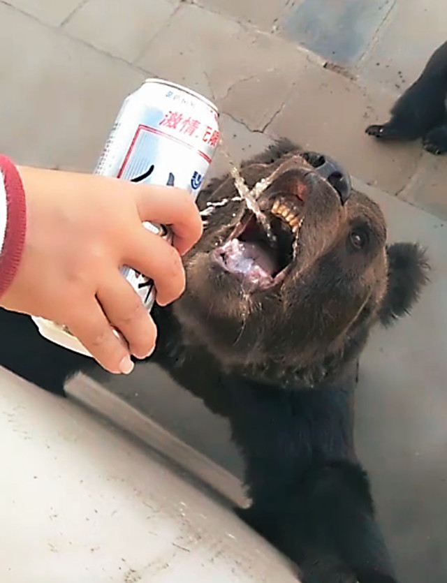 用啤酒猛灌求投喂的熊,游客还兴奋大喊:它只喝啤酒不喝水