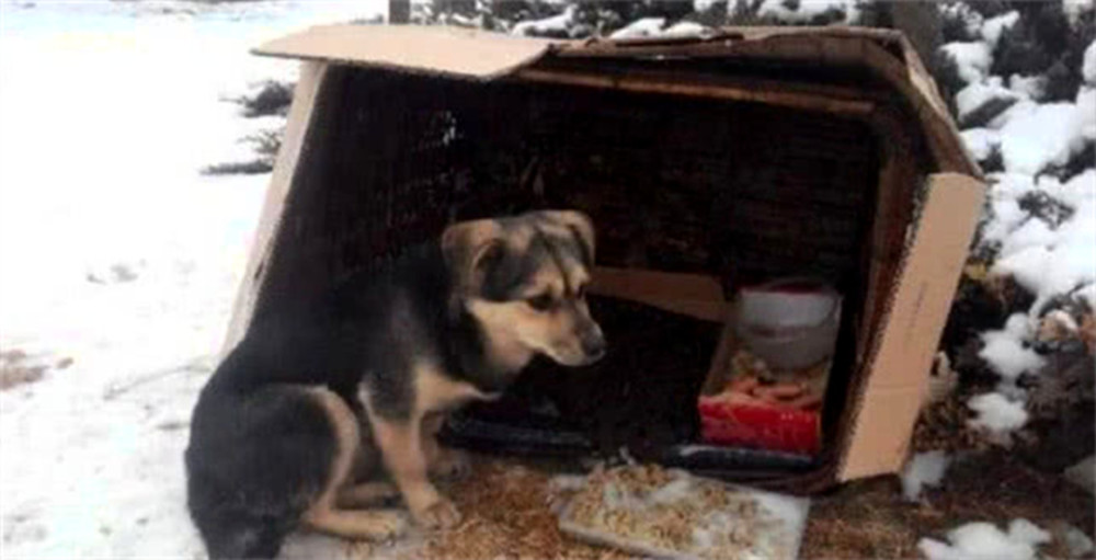 狗狗冬天冷得瑟瑟发抖,睡在地上布袋里,好心人为它建了庇护所