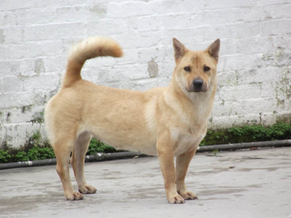 中国土狗大败日本军犬 钻裆专咬腹部 抗日立下大功 看点快报