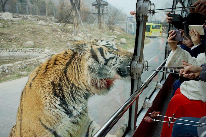 秦岭野生动物园,猛兽区,铁钎,西安