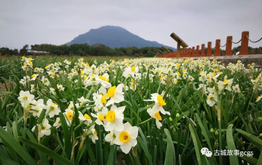 五湖四海之春夏秋冬,芬芳四溢的水仙花海