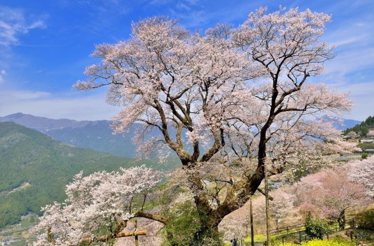 看似普通的一株樱花树,却有着日本第一勇姿的美誉.