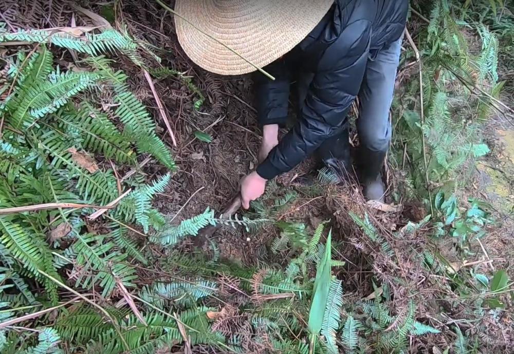 进山挖到了这一种野生药材,拿来和鸭骨头一起煲,味道鲜美又除湿