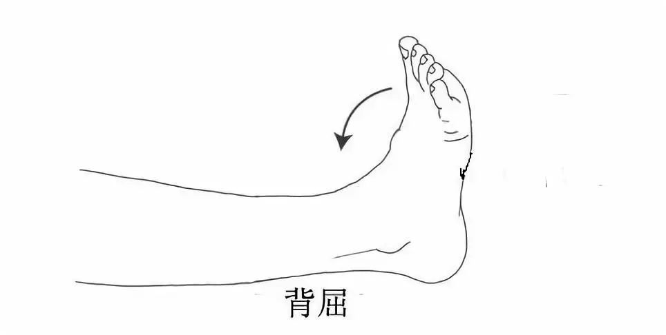 本期内容: 加强锻炼踝关节2 在开始练习前首先你要懂得什么是足背屈