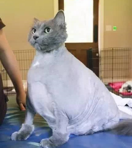猫咪太胖女生不以为,相信是男生导致的,剃光毛脚用脚毛发的主人踩图片