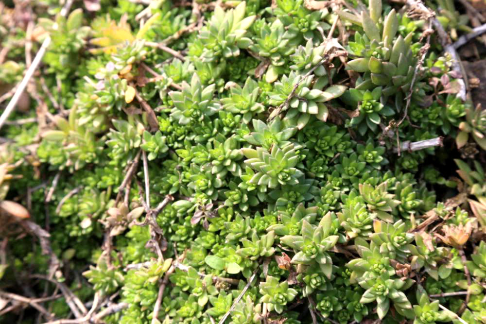 农村一种多肉植物,人称"爪子菜",是野菜可烫火锅,15元