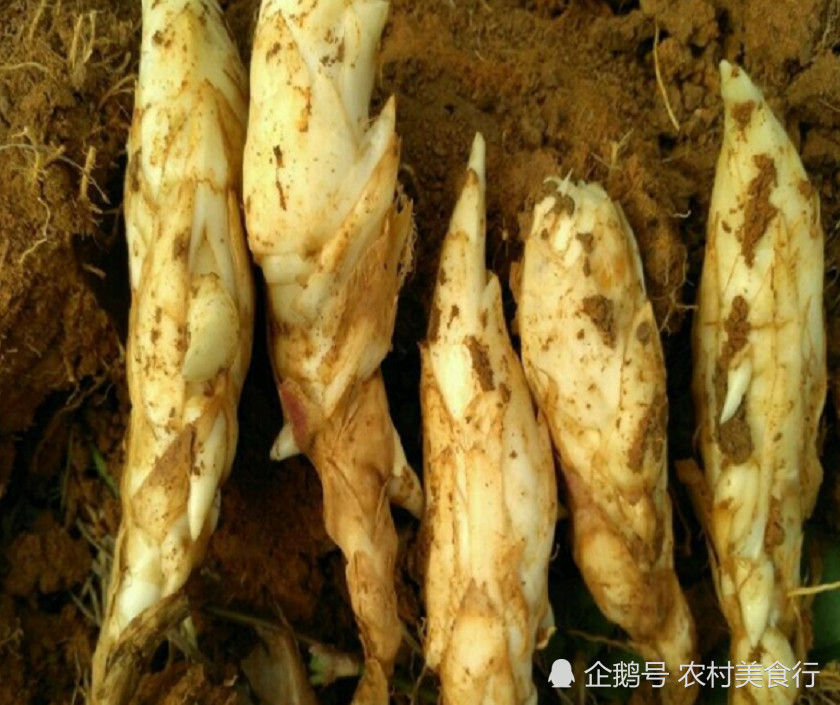 这种植物的叶子像竹叶,根部像冬笋,煲汤喝营养又美味