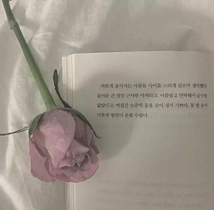 ins·唯美花朵·背景图:"我怕来不及 我要抱着你"