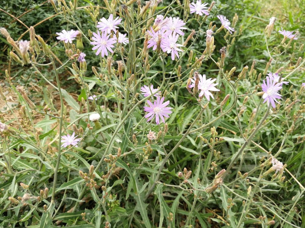 紫花苦菜,曲曲菜,败酱草,活血草野菜,苦丁菜