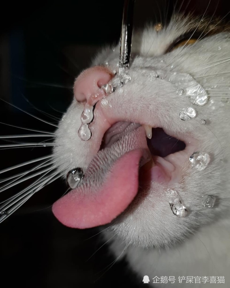 猫咪舌头上的倒刺方便了它们的生活,却也有可能带来
