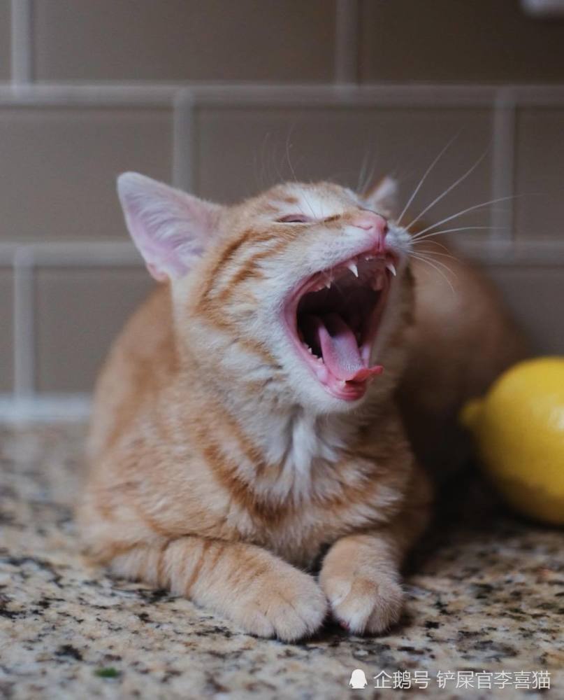 猫咪舌头上的倒刺方便了它们的生活,却也有可能带来健康隐患