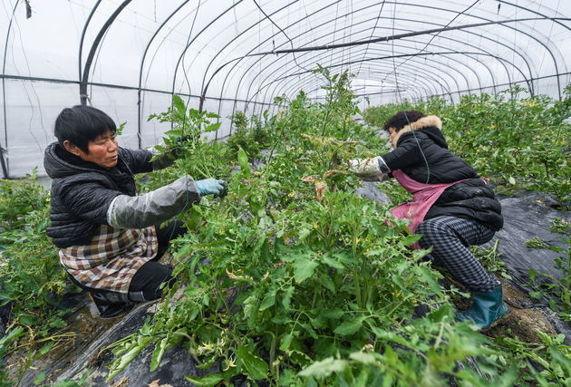 质量兴农出台路线图:2035年基本实现农业农