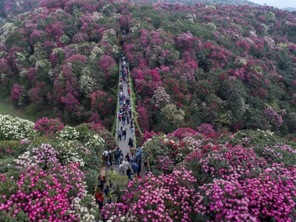 贵州毕节市百里杜鹃花