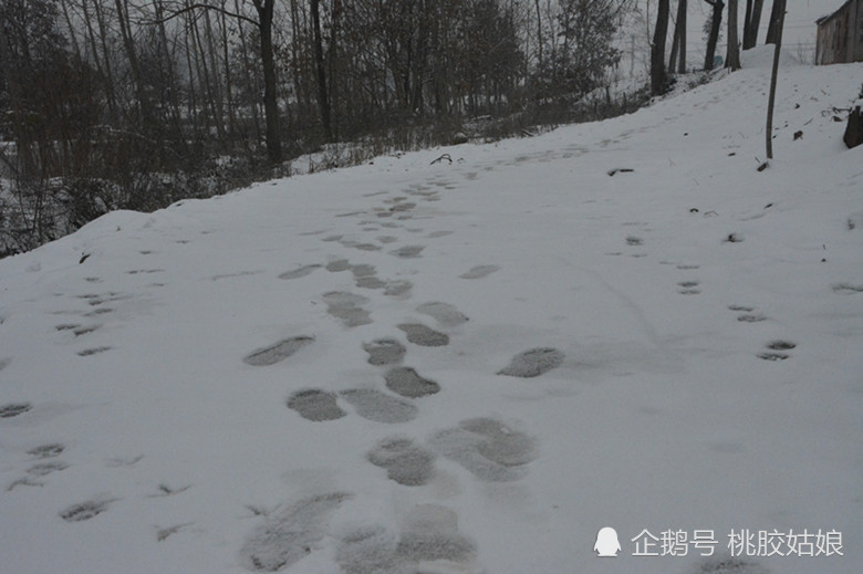 早已人走房空,静下来的乡村,让人感觉比这雪景更凄凉