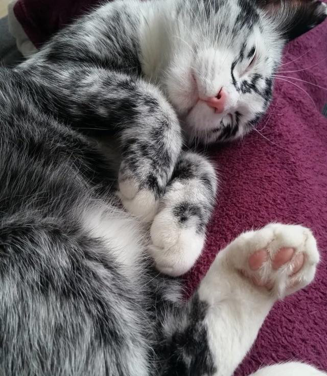 养的明明是黑猫,竟然开始长出白毛,没想到去医