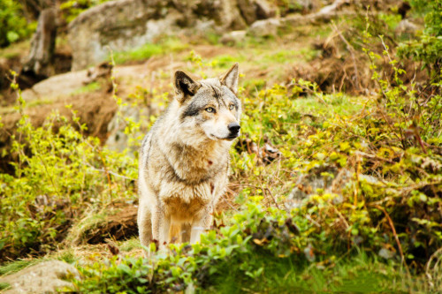 世界上体型最大的狼,战斗力爆表,碾杀美洲狮,现
