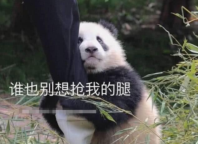 为什么大熊猫很喜欢去抱饲养的大腿?女饲养员的回答让