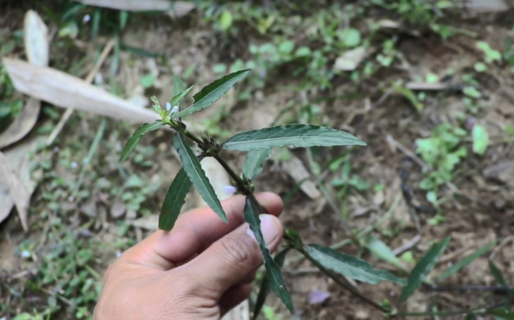 农村溪边常见这味草药,又被叫做"穿心蛇",具有很高的价值用途