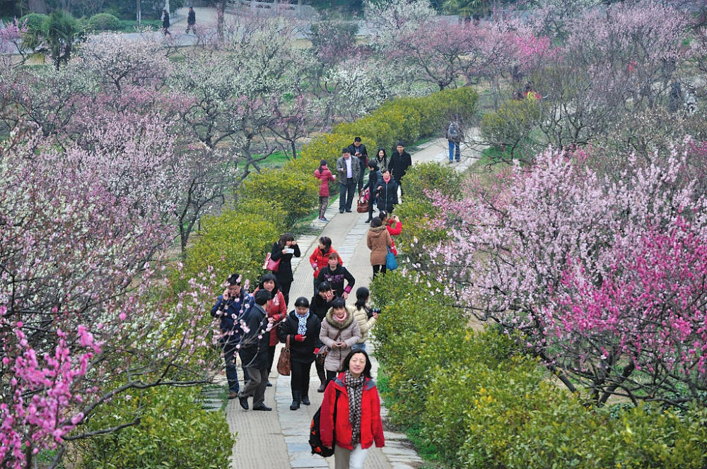 江南最著名的赏梅胜地,此时已是梅花烂漫时,错过等一年!