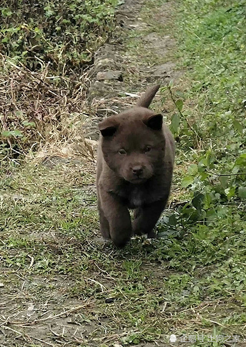 农村里的精品土狗,虎头猫耳的小狗,猎犬的好苗子