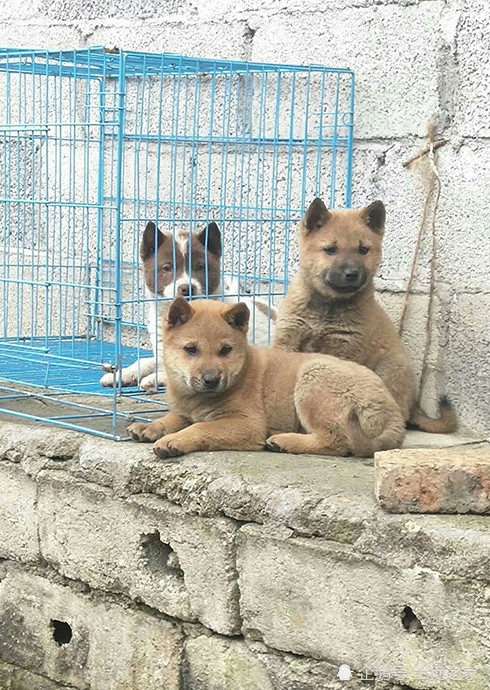 农村里的精品土狗,虎头猫耳的小狗,猎犬的好苗子
