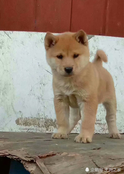 农村里的精品土狗,虎头猫耳的小狗,猎犬的好苗子