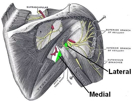 超声引导下前路腋神经和肋间臂神经阻滞:一项解剖学研究