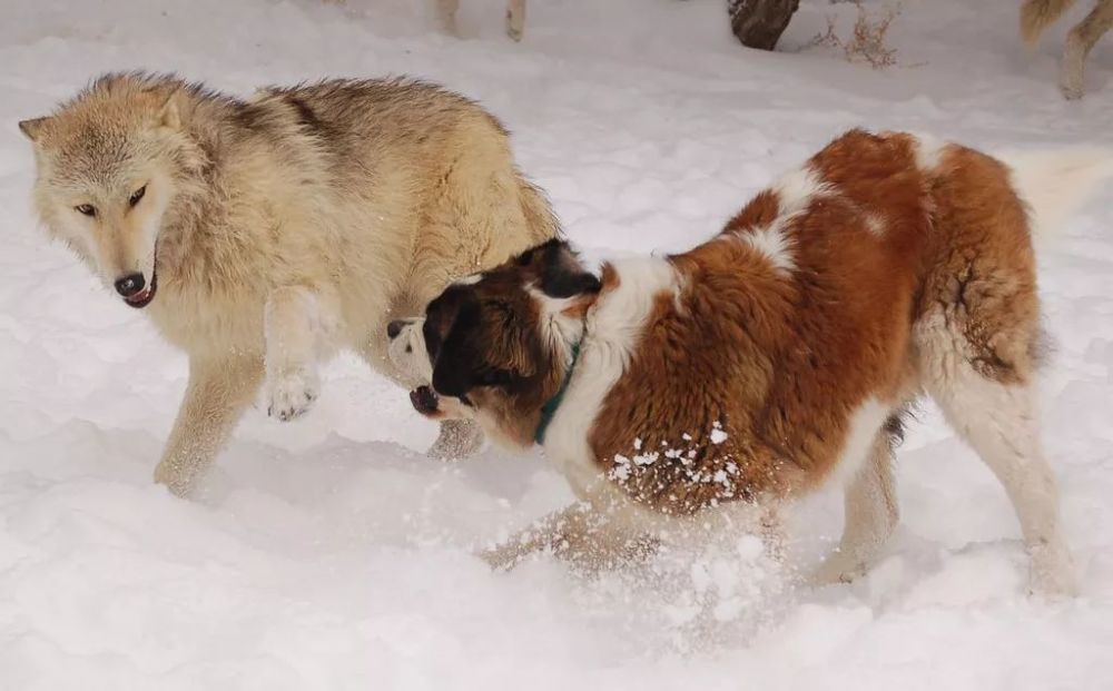 其他山地犬 阿彭策尔山地犬 appenzell cattle dog