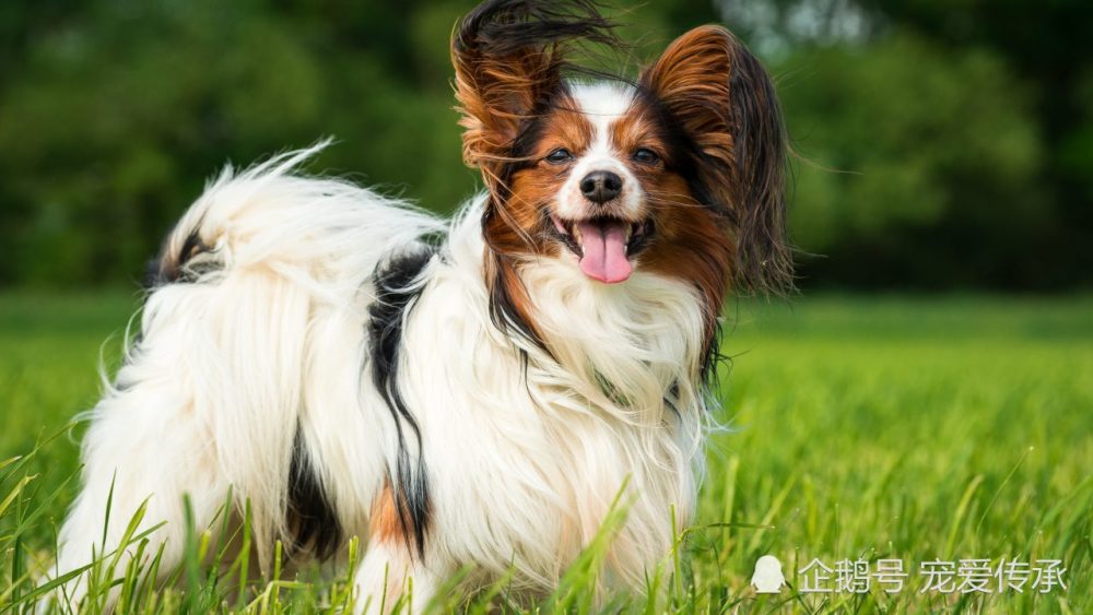4.蝴蝶犬