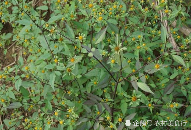农村这种野草粘到衣服很难摘干净,人称"鬼针草"农村娃