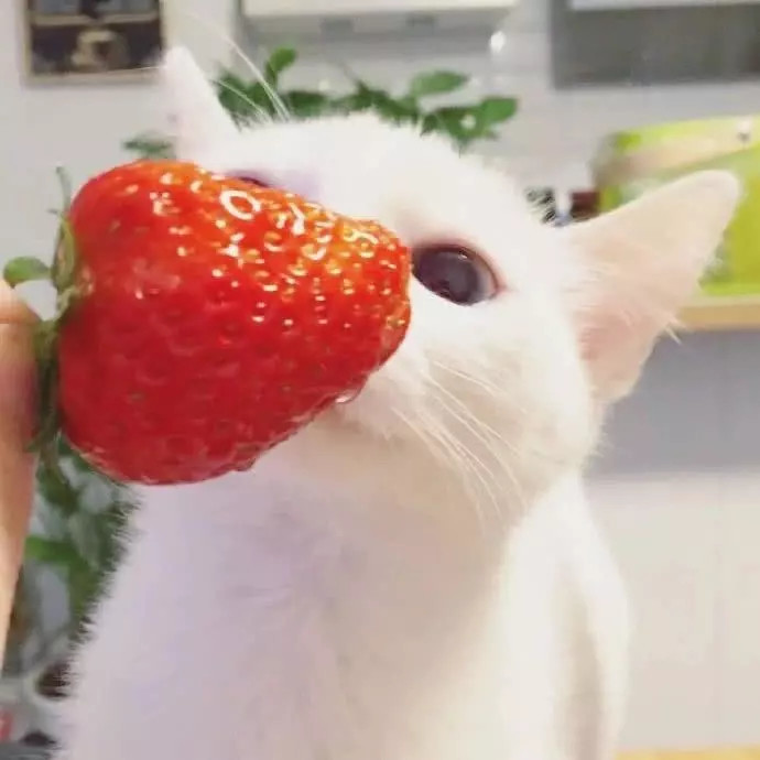 3.是可爱满分的背景图~草莓和猫咪